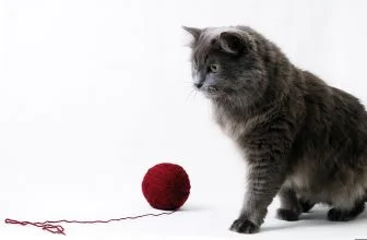 interaktives Katzenspielzeug