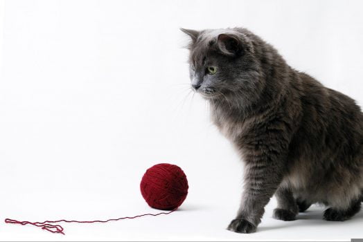 interaktives Katzenspielzeug