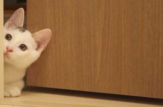 Fremde Katze im Haus katzeimhaus.de Katzenklappen mit Microchip