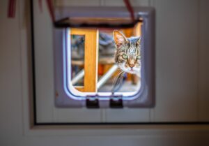 Fremde Katze im Haus - Katzenklappen mit Microchip können helfen