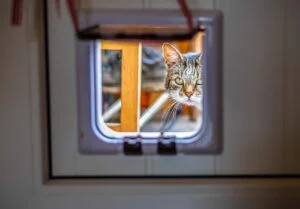 Fremde Katze im Haus - Katzenklappen mit Microchip können helfen