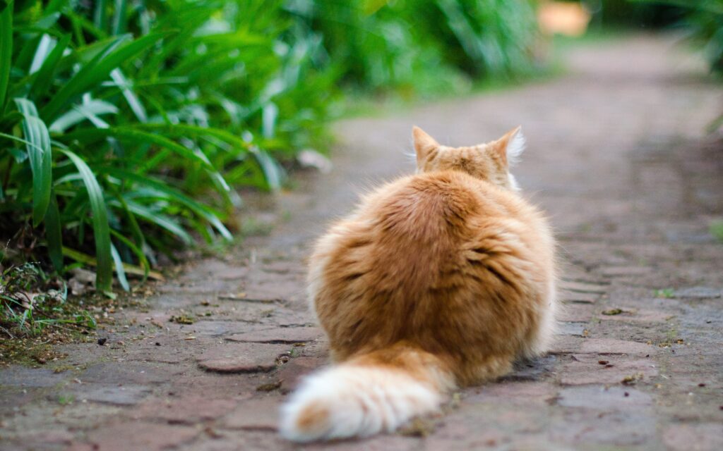 unbekannte fremde Katze im eigenen Garten