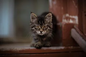 Unbekannte Fremde Katze im Haus - Was Sie dagegen tun können