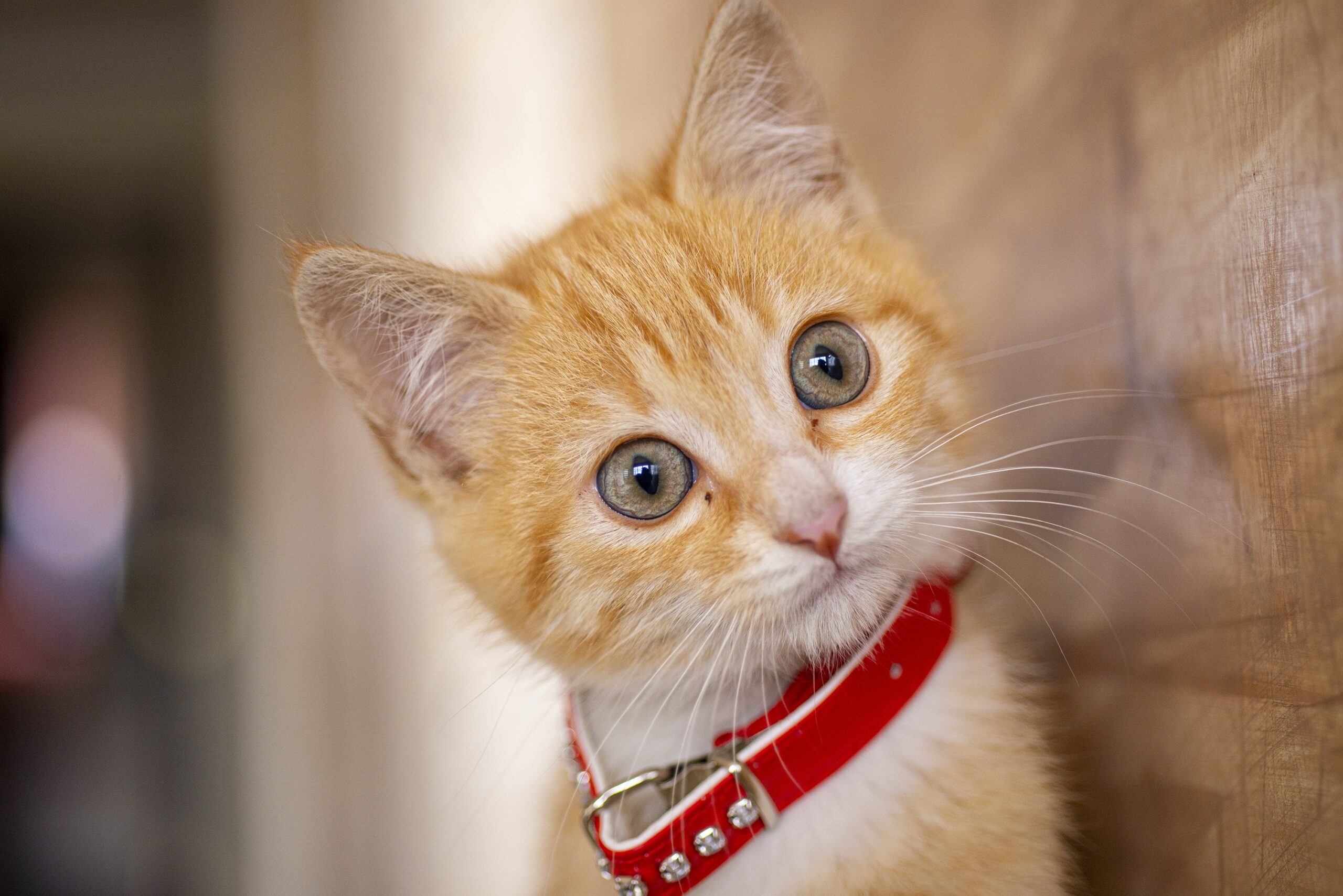 Was tun, wenn meine Katze das Halsband mit Glöckchen nicht mag?