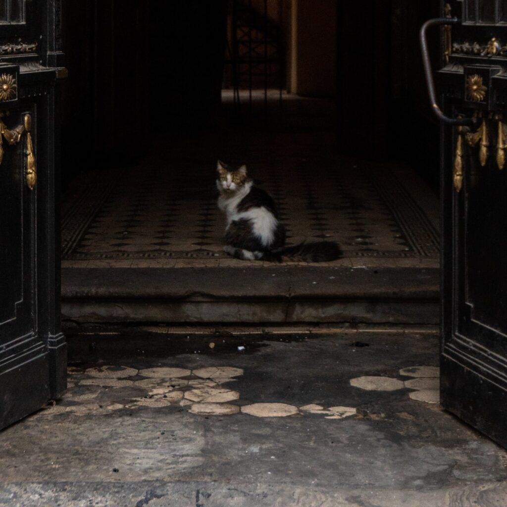 Fremde Katze im Haus Gründe und Tipps für ungebetene Gäste