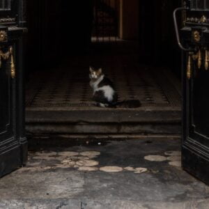 Unbekannte Katze kommt durch die Tür ins Haus - Probleme mit fremden Katzen