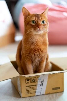automatische Katzentoiletten Katzenklo selbstreinigend