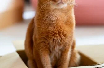 automatische Katzentoiletten Katzenklo selbstreinigend