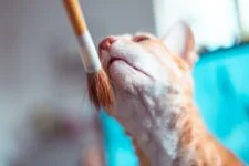 KATZEimHAUS.de Haarbürste für Katzen