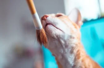 KATZEimHAUS.de Haarbürste für Katzen