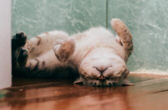 interaktives Katzenspielzeug