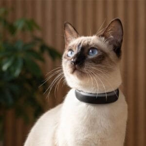 Tractive CAT 6 Mini GPS-Halsband für Katzen (2026)