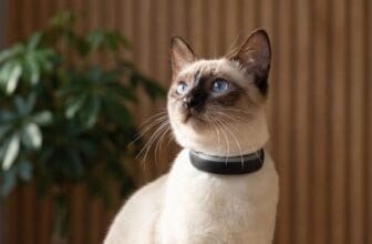Tractive CAT 6 Mini GPS-Tracker für Katzen