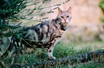 Getigerte Freigänger-Katze mit Halsband im Garten