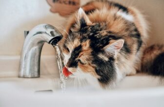 Dreifarbige Katze trinkt fließendes Wasser aus einem Wasserhahn