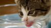 Getigerte junge Katze trinkt Wasser aus einem Glasnapf