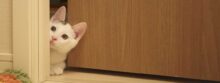 Fremde Katze im Haus: Gründe und Tipps für ungebetene Gäste