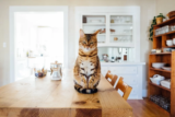 Wie automatische Futterautomaten für Katzen Ihnen das Leben erleichtern
