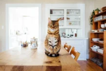 Wie automatische Futterautomaten für Katzen Ihnen das Leben erleichtern