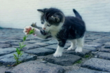 Die 7 besten Interaktiven Katzenspielzeuge für glückliche Stubentiger