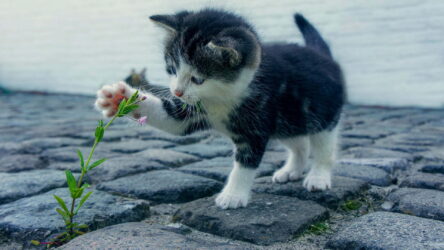 Die 7 besten Interaktiven Katzenspielzeuge für glückliche Stubentiger