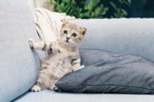 Wie kann ich meiner Katze beibringen, Leckerlis als Belohnung anzunehmen?