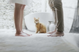 Welche Art von Streu wird für automatische Katzentoiletten verwendet?