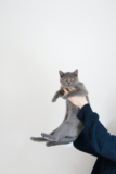 Wie groß ist eine selbstreinigende Katzentoilette?
