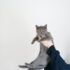 Wie man eine Katzentoilette mit Haubensystem für Geruchskontrolle optimiert