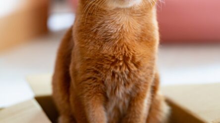 Die besten automatischen Katzentoiletten für ein sauberes Zuhause