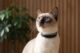 Tractive CAT 6 Mini GPS-Halsband für Katzen (2026)