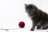 Wie oft sollte man das Katzenspielzeug mit Katzenminze erneuern?