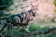 Die besten GPS-Tracker für Katzen 2026 – Test, Vergleich, Empfehlung