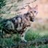Leiser Trinkbrunnen für Katzen: was bei Edelstahl zählt