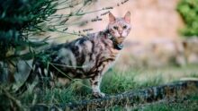 Die besten GPS-Tracker für Katzen 2026 – Test, Vergleich, Empfehlung