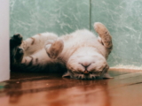 Wie kann ich das Interesse meiner Katze am interaktiven Katzenspielzeug aufrechterhalten?