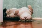 Wie kann ich das Interesse meiner Katze am interaktiven Katzenspielzeug aufrechterhalten?