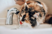 Leiser Trinkbrunnen für Katzen: was bei Edelstahl zählt