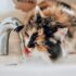 Kabelloser Trinkbrunnen für Katzen: Akku, Laufzeit und Modelle im Vergleich