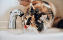 Leiser Trinkbrunnen für Katzen: was bei Edelstahl zählt