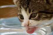 Kabelloser Trinkbrunnen für Katzen: Akku, Laufzeit und Modelle im Vergleich