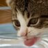 Futterautomat Katze Test 2026: Die besten Modelle im Vergleich