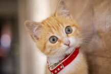 Was tun, wenn meine Katze das Halsband mit Glöckchen nicht mag?