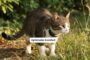Tractive CAT 6 Mini GPS-Halsband für Katzen