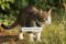 Tractive CAT 6 Mini GPS-Halsband für Katzen